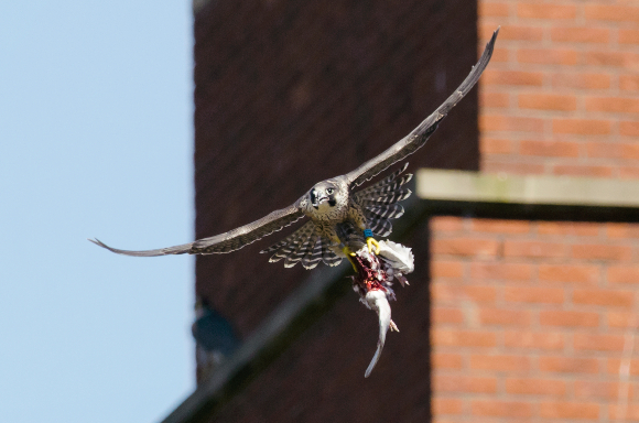 בז נודד עם טרף שצד באוויר | צילום: SAM HOBSON / NATURE PICTURE LIBRARY / SCIENCE PHOTO LIBRARY