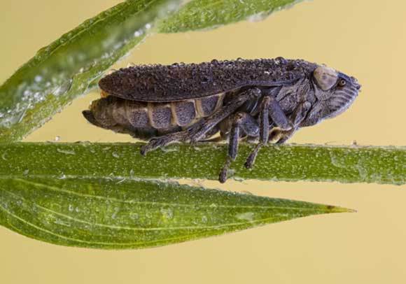 קצפית הרוק | צילום: HEATH MCDONALD / SCIENCE PHOTO LIBRARY