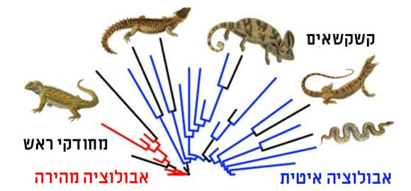 כיום יש יותר מעשרת אלפים מינים של קשקשאים ורק מין אחד של מחודקי ראש | איור: Dr Tom Stubbs