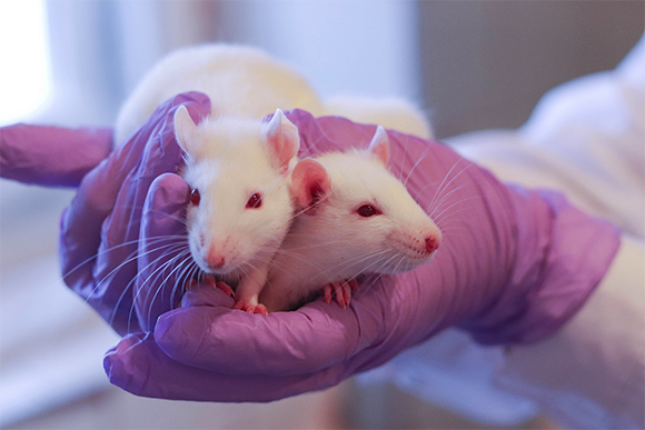 צמד עכברים לבנים. Tati9, Shutterstock