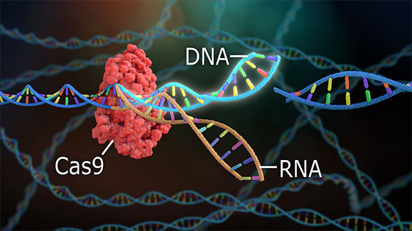מולקולת RNA מובילה את האנזים Cas9 לאתר המטרה ב-DNA | איור: Nathan Devery, Shutterstock