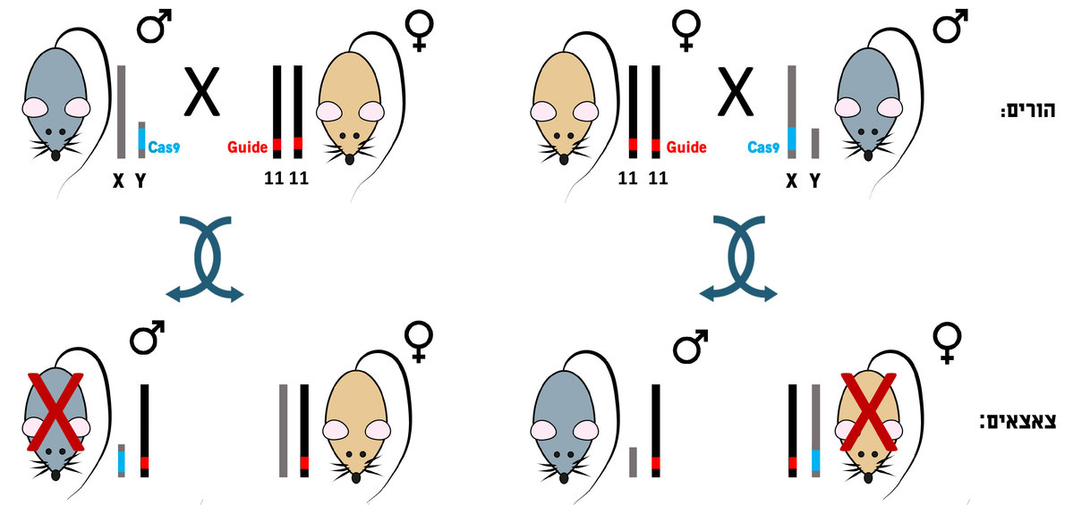 זיווג של זכר עם Cas9 על כרומוזום Y עם נקבה מהונדסת (משמאל) יניב רק נקבות | איור: מריה גורוחובסקי
