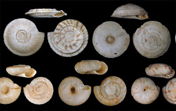 קונכיות של חלזונות יבשה מאיי פולינזיה שנכחדו במאות האחרונות. צילום: O. Gargominy, A. Sartori, UNIVERSITY OF HAWAII AT MANOA