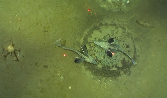 שני דגי קרח בקרבת קן בים ודל באנטארקטיקה | תמונה מתוך המאמר Purser et al