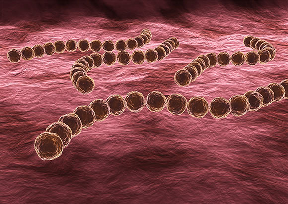 **תמונה של חיידקים** הגורם לרבות מהדלקות הללו הוא חיידקי סטרפטוקוקוס (streptococci) שמתיישבים בדרכי האוויר העליונות. | אילוסטרציה: Adao Shutterstock