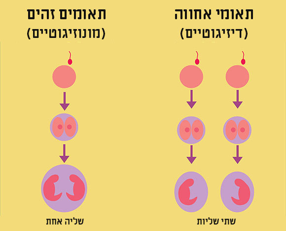 השוואה בין תאומים זהים לתאומי אחווה | Shutterstock, amcora