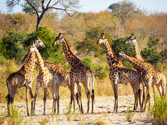 Pat de la Harpe, shutterstock