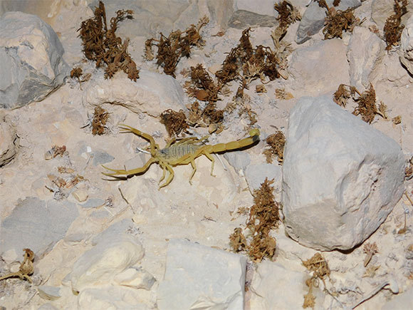 בשנים האחרונות פנו רבים לגידול עקצנים מתוך כוונה להרוויח ממכירת הארס, אך גילו שאין ביקוש למוצר של מגדלים חובבנים. עקצן צהוב בנחל אשלים | צילום: איגור ארמיאץ' שטיינפרס