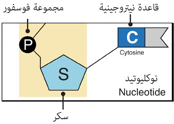 تمّت معالجة الصورة من موقع المعهد الأمريكي القومي لبحث الجينوم البشري - NHGRI