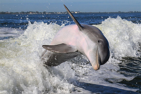  דולפינן מצוי | צילום: Tory Kallman, Shutterstock
