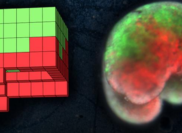 מימין, הרובוט החי, בנוי מתאי עור (ירוק) ושריר לב (אדום) של צפרדע. Sam Kriegman, UVM