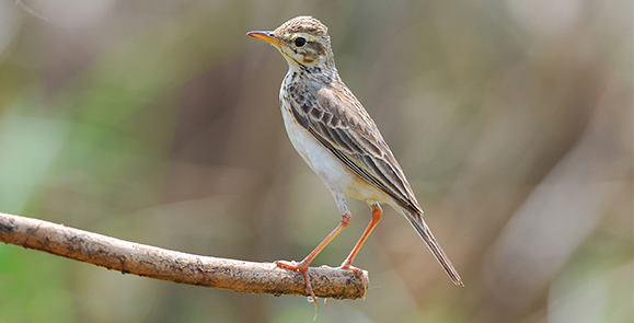 פיפיון ארוך רגליים | Shutterstock, BOONCHUAY PROMJIAM