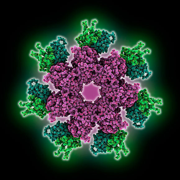 אילוסטרציה בתלת מימד של רעלן האנתרקס, קרדיט: LAGUNA DESIGN / SCIENCE PHOTO LIBRARY