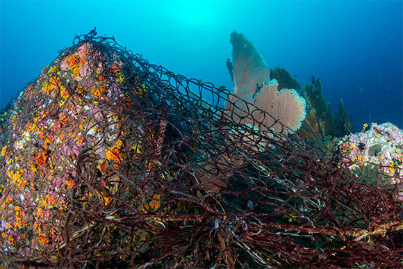 רשת דיג נטושה בשונית אלמוגים באזור טרופי | Richard Whitcombe, Shutterstock