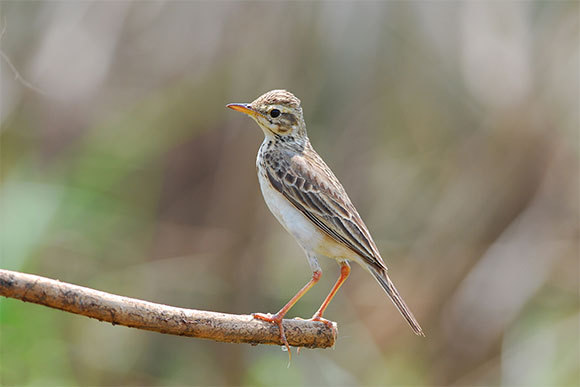 התבלבלו או פיתחו אסטרטגיית נדידה חדשה? פיפיון ארוך רגליים | Shutterstock, BOONCHUAY PROMJIAM