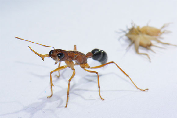 פועלת מאיימת על הצלם | צילום: Karl Glastad (Berger Lab), CC BY-SA