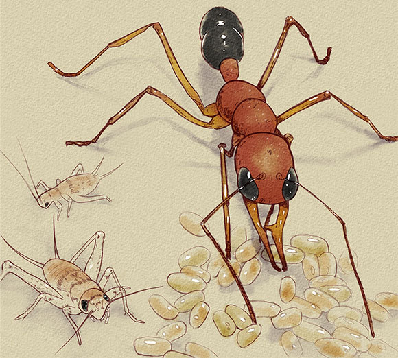 נמלה מטפלת בביצים ומתעלמת מהצרצרים העסיסיים שלידה | איור: Tim Christopher based on photography by Brigitte Baella and Karl Glastad, CC BY-SA