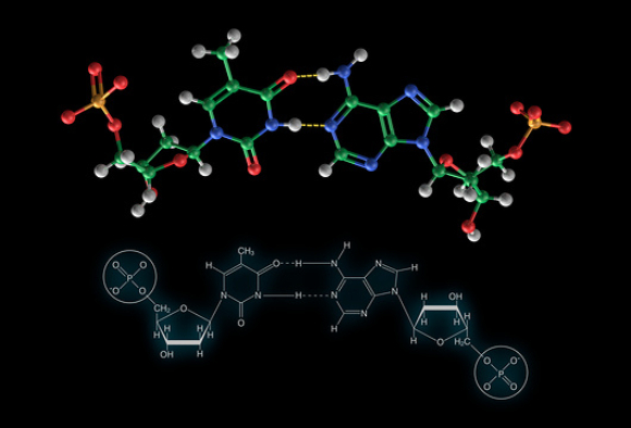 הבינה המלאכותית גילתה כי רוב האלקטרונים מתרכזים בצד שמאל: מודל של הקשר בין אדנין (משמאל) לתימין | מקור: CARLOS CLARIVAN / SCIENCE PHOTO LIBRARY