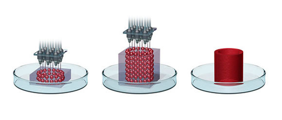 ביו-הדפסה במדפסת תלת-ממד | Mikkel Juul Jensen, Science Photo Library