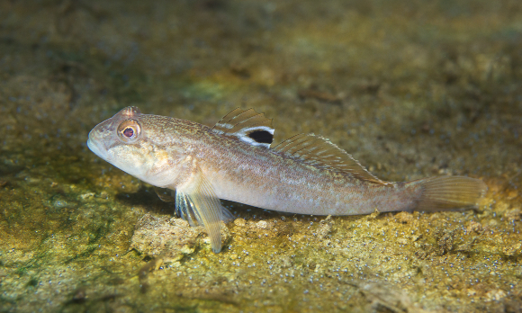 דג קברנון שחור פה בנהר הדנובה , Shutterstock