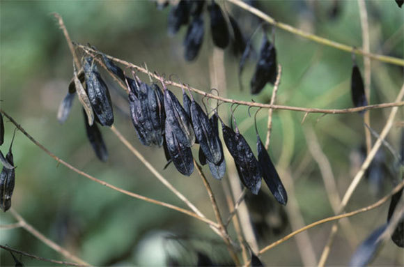 הצבע הכחול מופק מעלי הצמח | צילום: Nigel Cattlin, Science Photo Library 