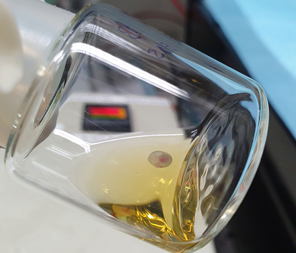 עובר עכבר במיכל זכוכית, צף בנוזל שמספק לו חומרי מזון. באדיבות פרופ' חנא