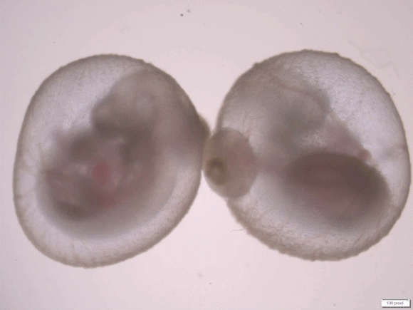 עוברים בני חמישה ימים | באדיבות פרופ' חנא