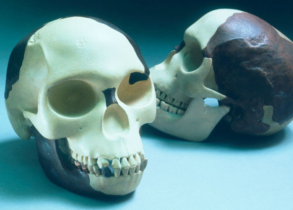 שחזור של גולגולת איש פילטדאון | John Reader, SPL