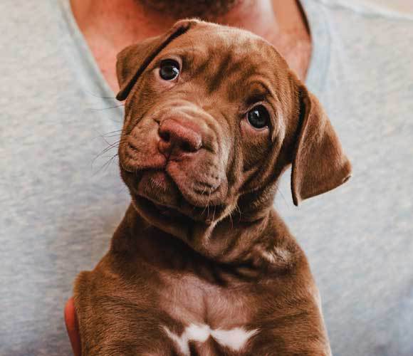 ולא לתת לכלב איברים פנימיים שלא בושלו. בתמונה: כלבלב, בתקווה ללא תולעים | Shuttertock, SvetikovaV