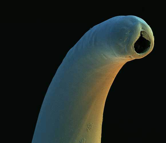צילום מיקרוסקופ אלקטרונים של ראש של תולעת קרס | David Scharf, SPL