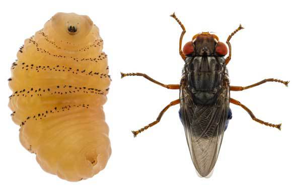 רימה של ריממתן וזבוב ריממתן בוגר | MYN, Gil Wizen, Nature Picture Library, SPL