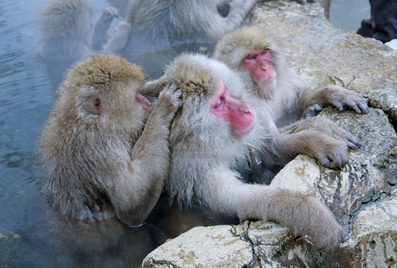 קופי מקוק יפני מבצעים גרומינג, שכולל פליית כינים זה מזה | Shutterstock