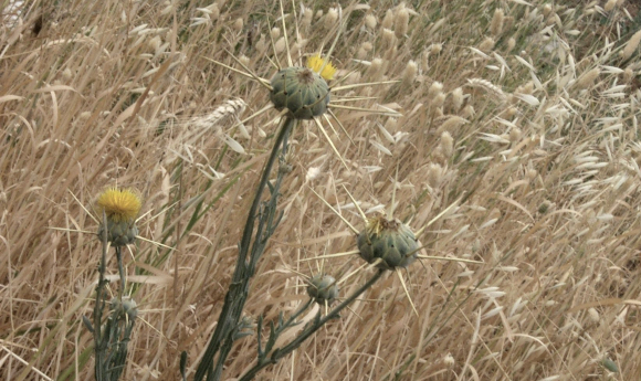 דרדר קיפח | צילום: איתן פרמן, ויקיפדיה