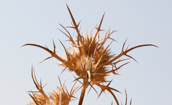 רוצים יבשים של דרדר | צילום: ASHLEY COOPER / SCIENCE PHOTO LIBRARY