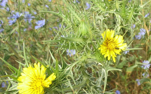 חוח עקוד | צילום: Iorsh, ויקיפדיה, נחלת הכלל