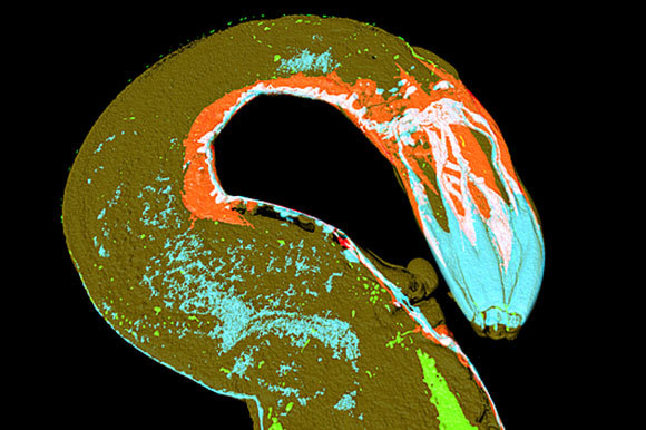 Heiti Paves, Science Photo Library