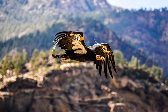 קונדור קליפורני בתעופה | Shutterstock, FRAYN