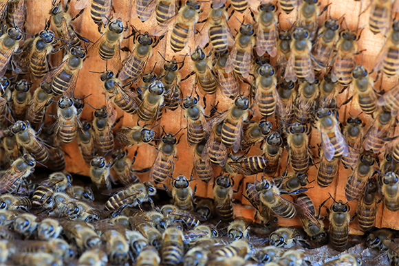 דבורי דבש אסייתיות ביפן | צילום: feathercollecter, Shutterstock