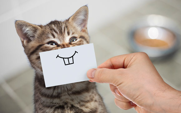 האם החתול באמת מחייך? לא. אבל יש אנשים שמסוגלים לזהות רגשות חתוליים על פי פניהם | צילום: Shutterstock