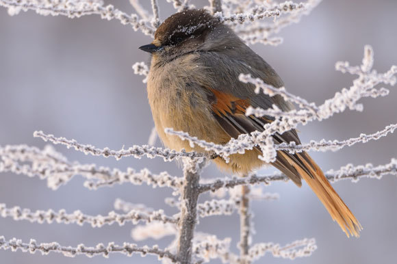 עורבני סיבירי ברמת פּוּטוֹראנה | צילום: Ergey Gorshkov / Nature Picture Library / Science Photo Library