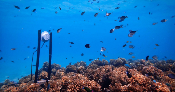 אחד הרמקולים התת-מימיים שהתקין צוות המחקר | צילום: Tim Gordon /University of Exeter/SWNS.COM