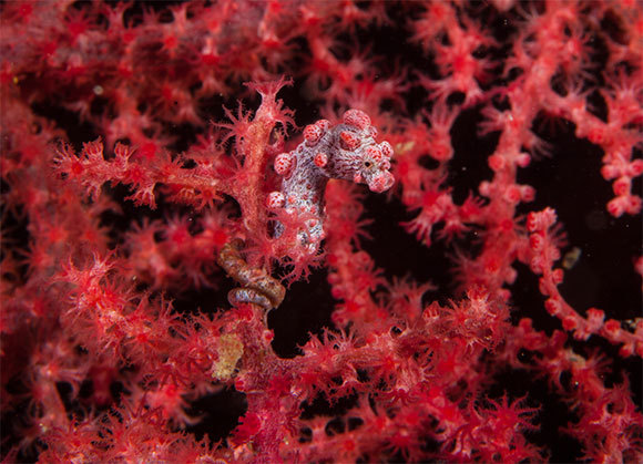 סוסון ים אדום-ורוד מסתווה בין אלמוגים | Shutterstock, Dai Mar Tamarack