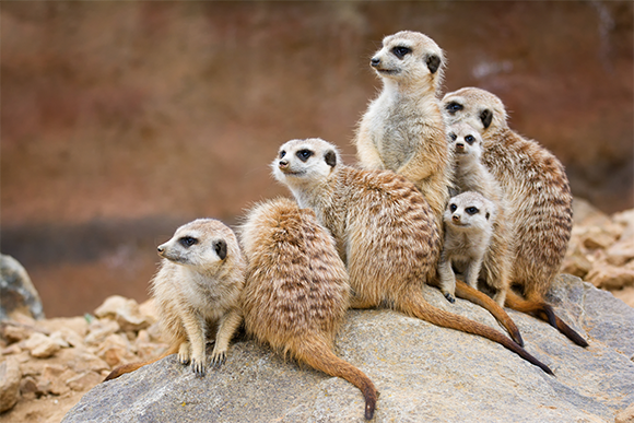 משפחת סוריקטות, עם בוגרים וגורים צעירים | Shutterstock, Ondrej Chvatal