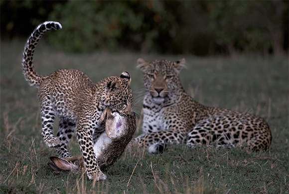 גור נמרים מחזיק ארנב כשאימו צופה | Shutterstock, Vladimir Turkenich