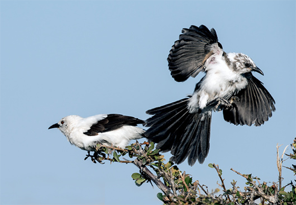 זנבן בוגר ופרחון על צמרת עץ | Tony Camacho, Science Photo Library