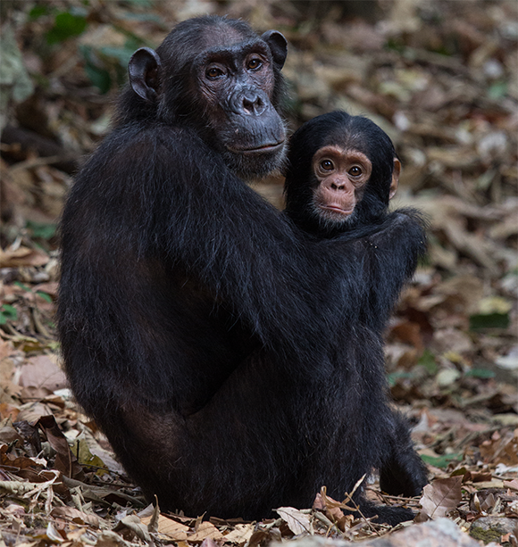 נקבת שימפנזה עם בנה | Shutterstock, Steffen Foerster