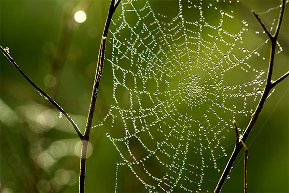 טיפות טל על רשת עכביש | Shutterstock, Diyana Dimitrova