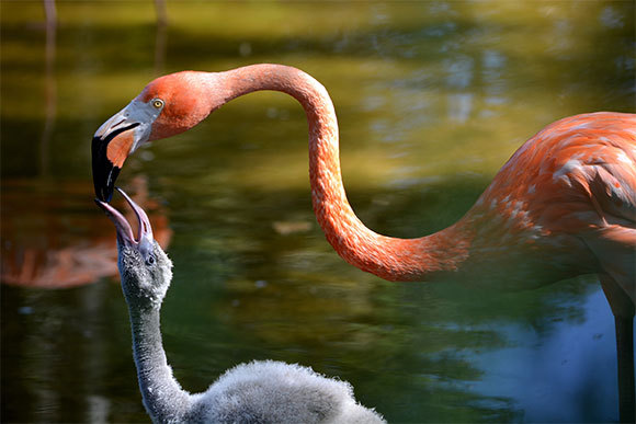 **תמונה של פלמינגו**. צילום: Sunti, שאטרסטוק