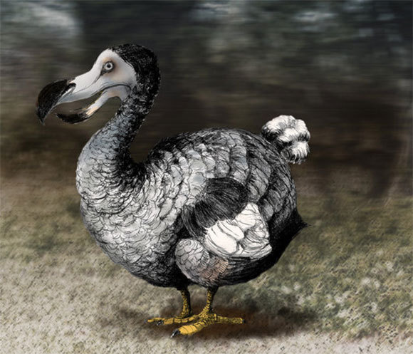 ציור של דודו | Spencer Sutton, Science Photo Library