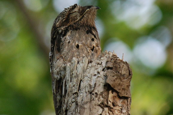 תחמסן מצוי על עץ | ויקיפדיה, Chiswick Chap